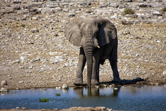 大象喝水<strong>水洞</strong>埃托沙国家公园