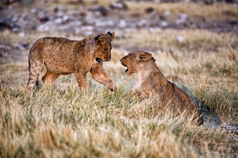 狮子玩我<strong>说过</strong>国家公园纳米比亚