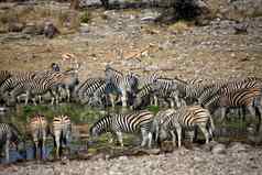 斑马饮料墨水水埃托沙国家公园纳米比亚非洲