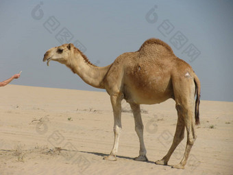 喂养骆驼卡塔尔