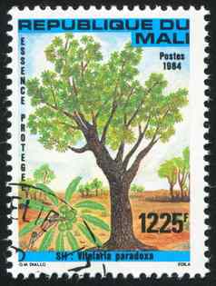 非洲酪脂树树