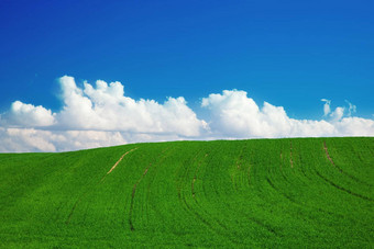 绿色夏天景观