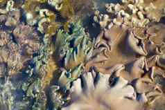 软珊瑚分类