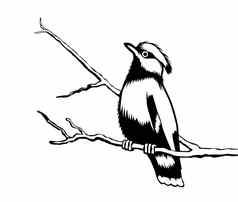 鸟轮廓白色背景向量插图