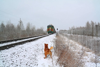红色头发的人狗攻击火车