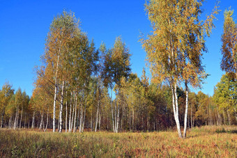 秋天桦木木蓝色的背景