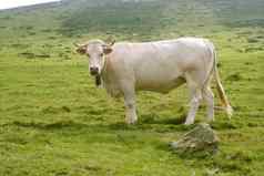 米色牛牛吃绿色草地