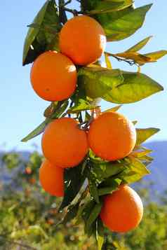 分支橙色树水果绿色叶子西班牙