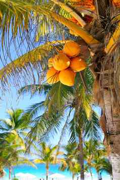 椰子棕榈树加勒比热带海滩