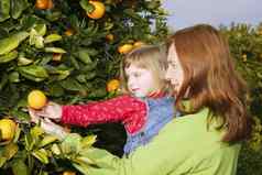 妈妈。显示女儿橙色树收获