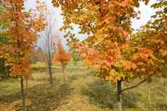 充满活力的秋天树颜色走路径