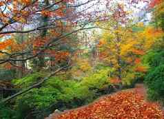 秋天秋天山毛榉森林跟踪黄色的金叶子
