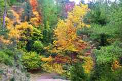 秋天秋天色彩斑斓的金黄色的叶子山毛榉森林