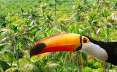 华美巨嘴鸟棕榈树热带丛林