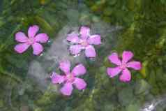 夹竹桃粉红色的花浮动自然淡水