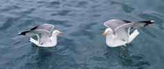 活跃的海海鸥海鸥蓝色的海海洋
