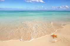 海贝壳海星热带沙子绿松石加勒比