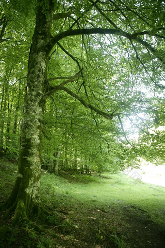 山毛榉绿色魔法森林森林