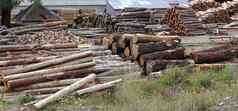 日志木材行业树干堆放户外
