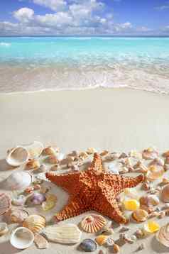 海滩沙子海星加勒比热带海