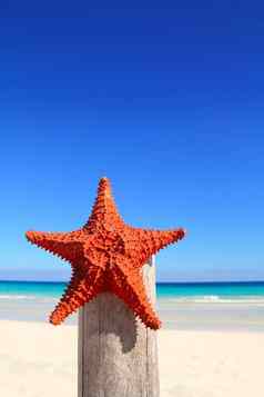 加勒比海星木波兰海滩