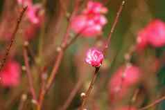 桃子开花装饰花中国人一年