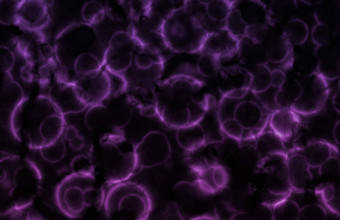 紫色的<strong>微</strong>观细胞生物