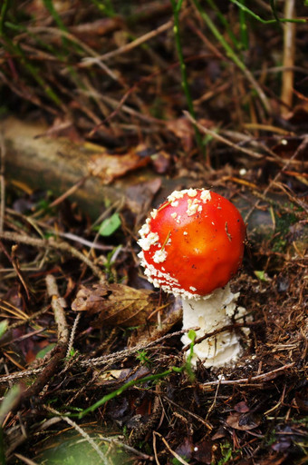 魔法蘑菇