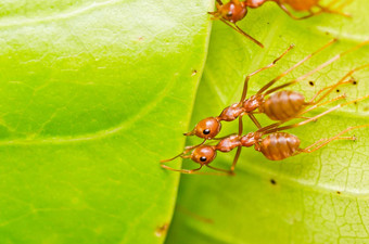 红色的蚂蚁团队合作