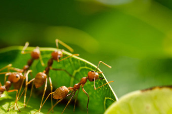红色的蚂蚁团队工作