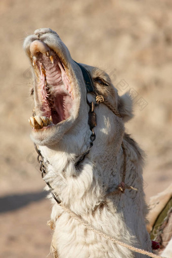 嚎啕<strong>大哭</strong>起来骆驼开放口完整的大牙齿