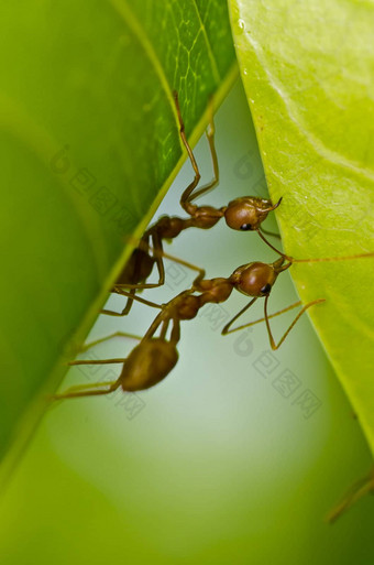 红色的<strong>蚂蚁团队</strong>工作