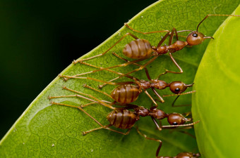 红色的蚂蚁团队工作