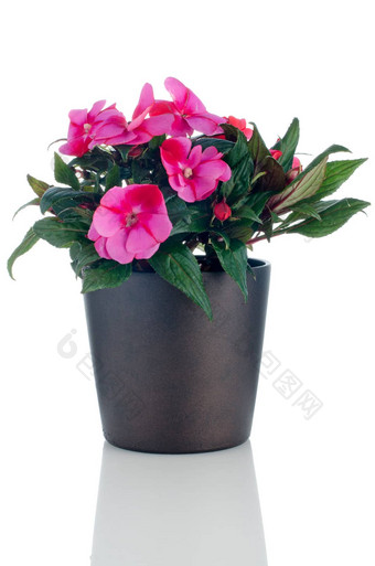 美丽的粉红色的凤仙花属植物花