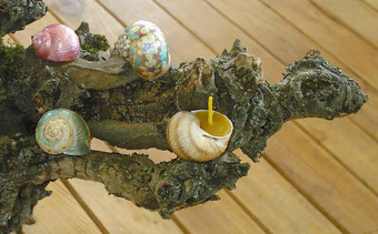 画蜂蜡蜡烛votives蜗牛壳牌
