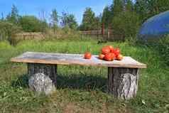 成熟的西红柿木板凳上