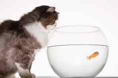 猫金鱼鱼缸