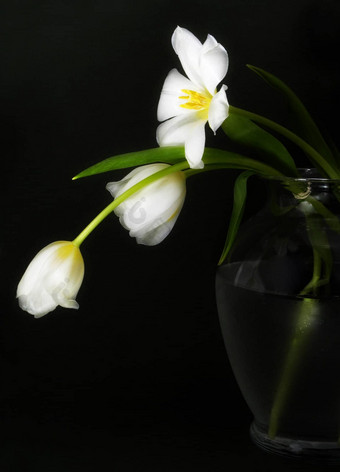 白色郁金香花瓶