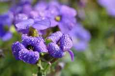 水滴紫色的花