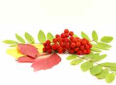 红色的Rowanberry秋天叶子