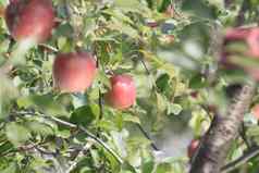 红色的苹果苹果树分支