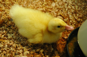 黄色的新生儿小鸭子