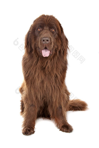 棕色（的）纽芬兰狗