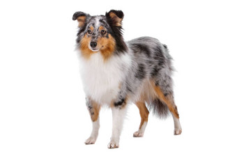 设得兰群岛<strong>牧羊犬</strong>Sheltie