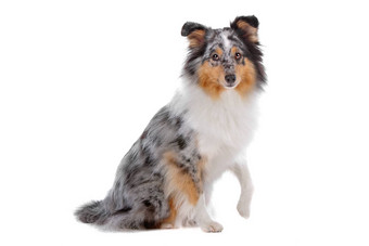 设得兰群岛<strong>牧羊犬</strong>Sheltie