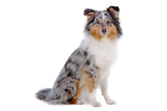 设得兰群岛<strong>牧羊犬</strong>Sheltie