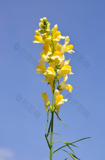 常见的柳穿鱼linaria<strong>寻常</strong>的