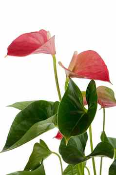 美丽的anthedesia花烛属植物