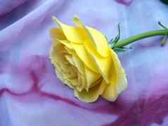 黄色的玫瑰丝绸围巾