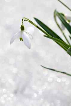 细节雪花莲花春天